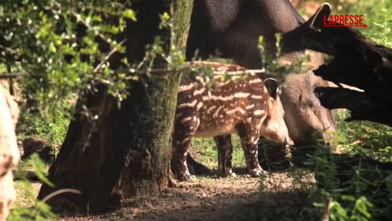 Usa, è nato un tapiro allo zoo di Houston Usa, è nato un tapiro allo zoo di Houston
