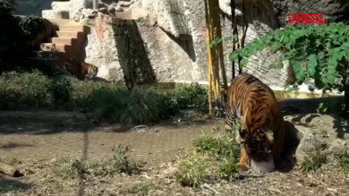 Caldo a Roma, al Bioparco snack ghiacciati per tigri e lemuri