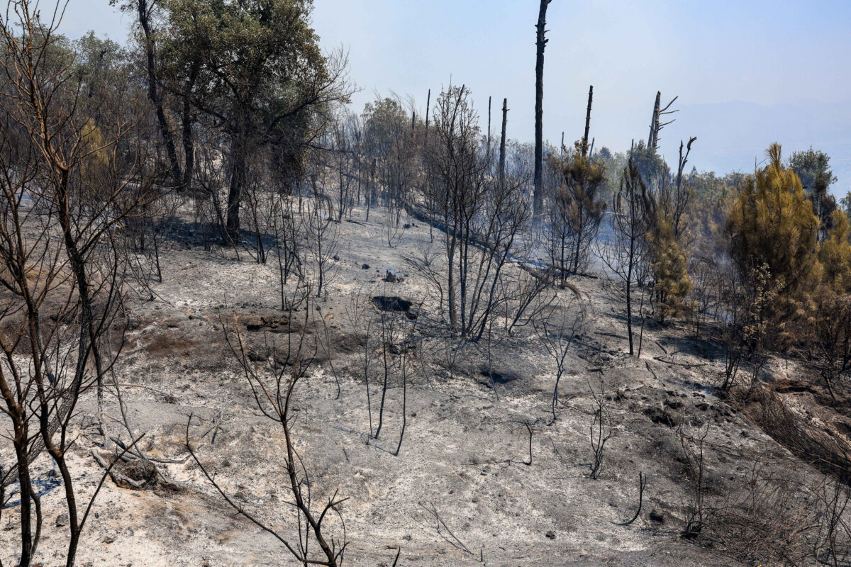 Incendio Vesuvio, i danni al Parco Nazionale FOTO