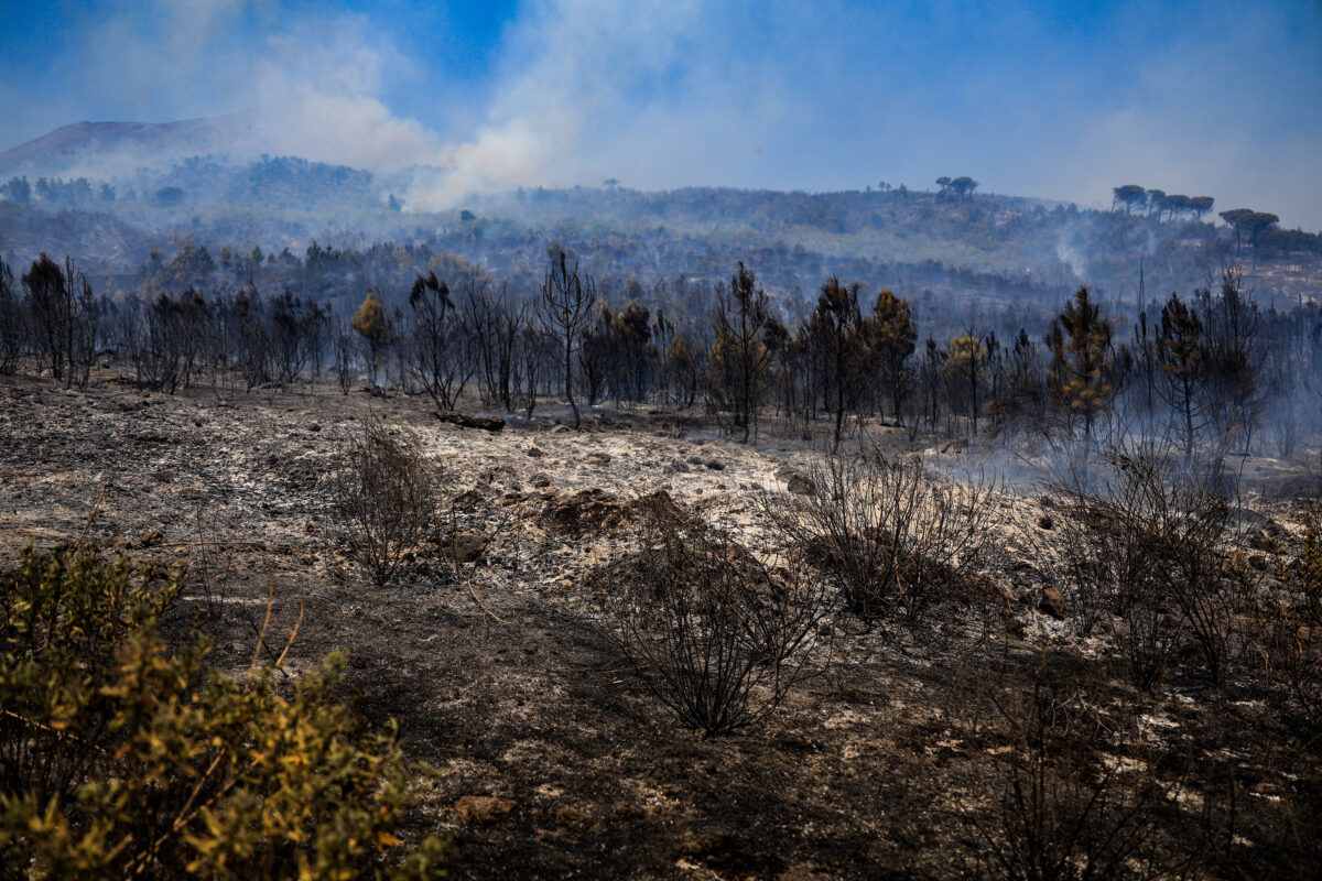 Incendio Vesuvio, i danni al Parco Nazionale FOTO