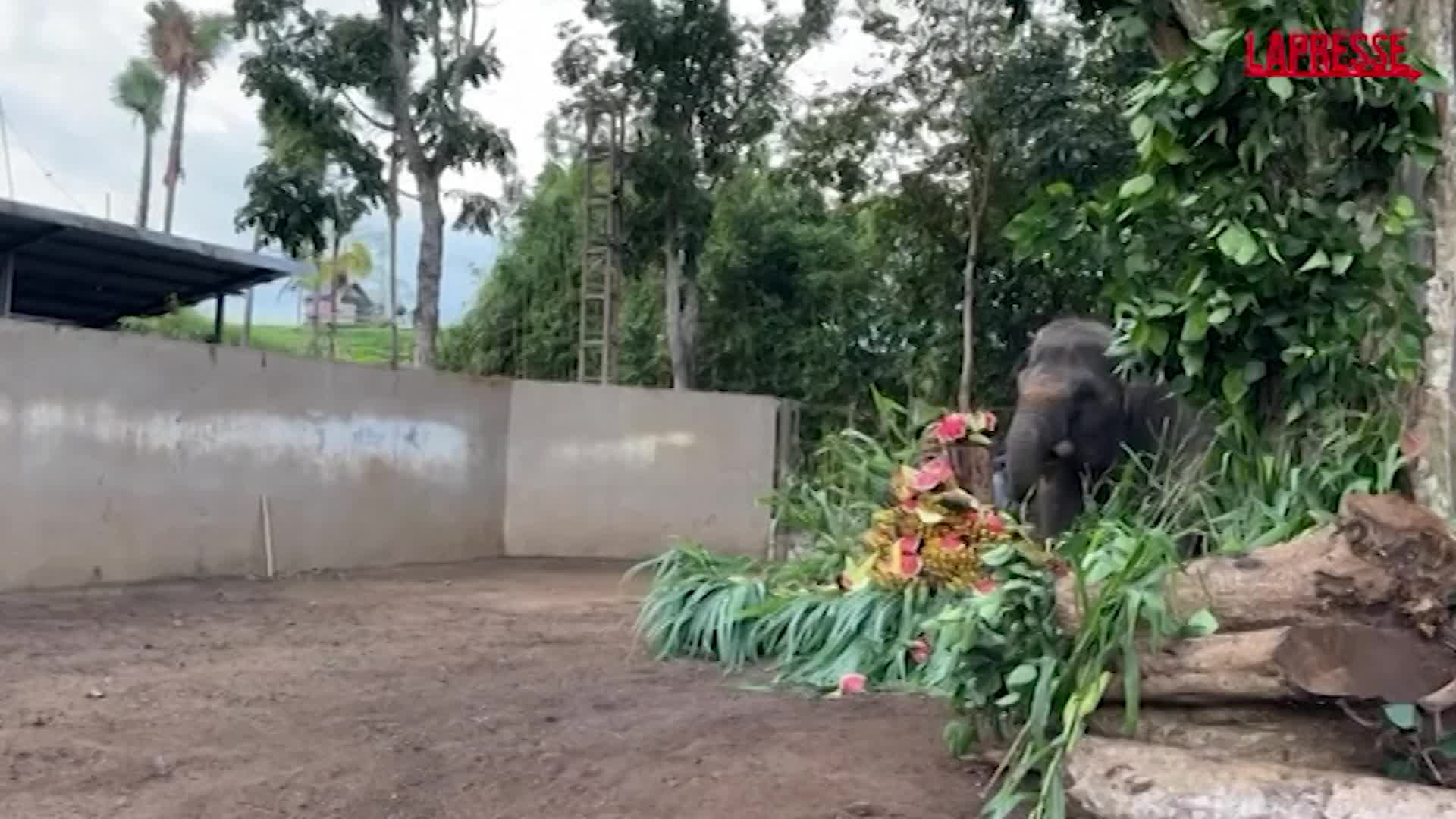 giornata mondiale dell elefante frutta fresca per un cucciolo e sua madre