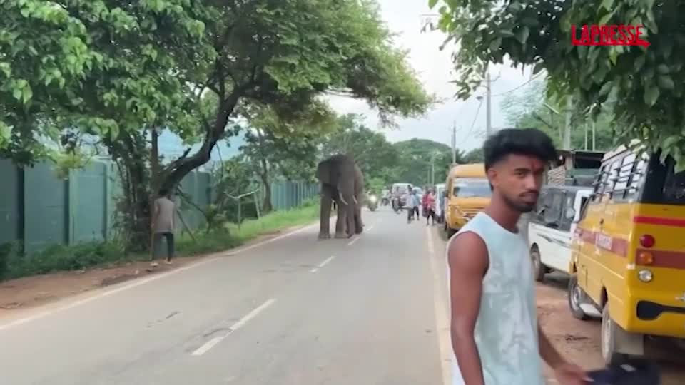 india l elefante ferito si rifugia in un villaggio