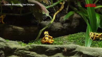 Giornata della rana dorata di Panama, le iniziative allo zoo di Brookfield