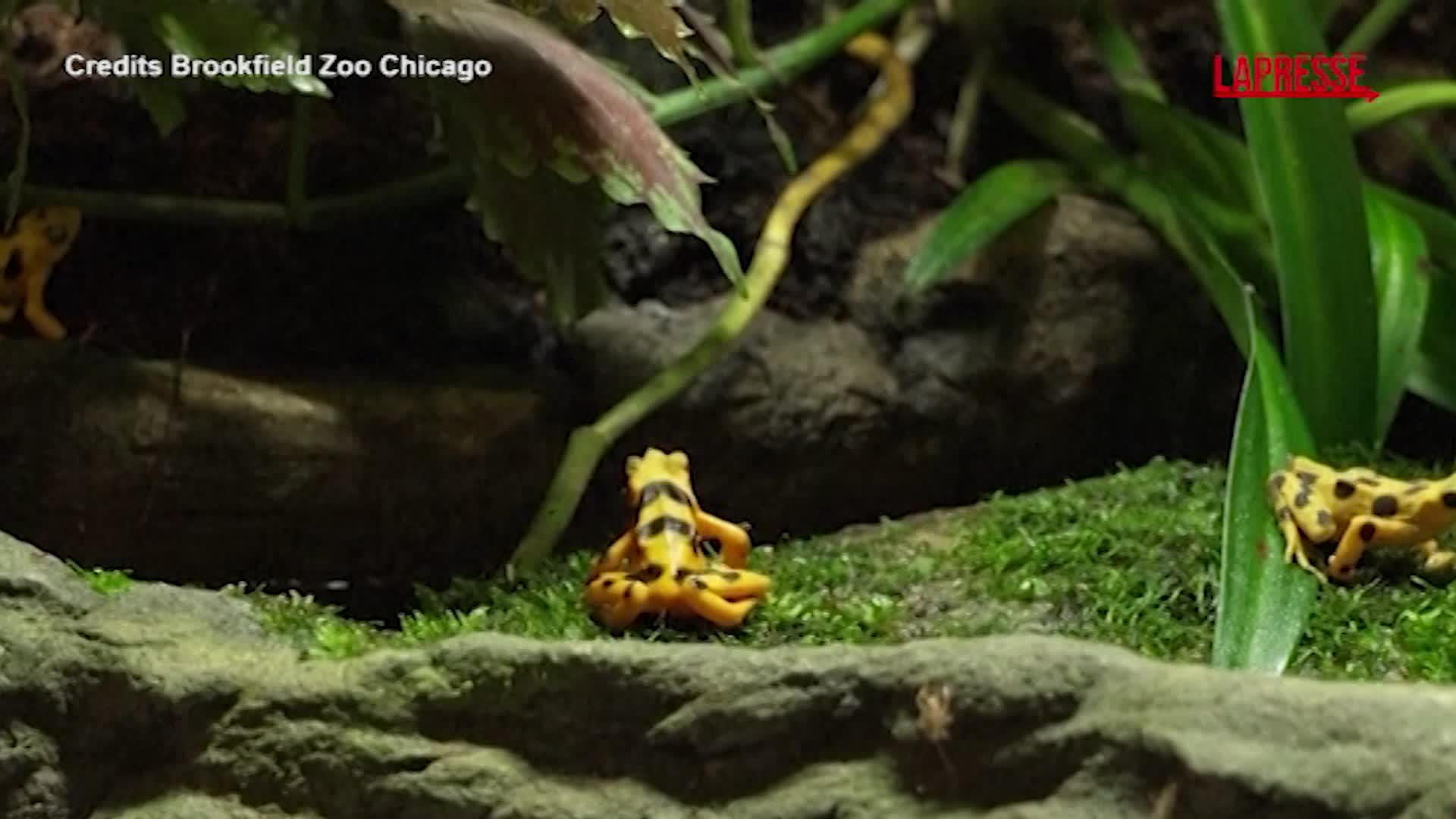 Giornata della rana dorata di Panama, le iniziative allo zoo di Brookfield Giornata della rana dorata di Panama, le iniziative allo zoo di Brookfield