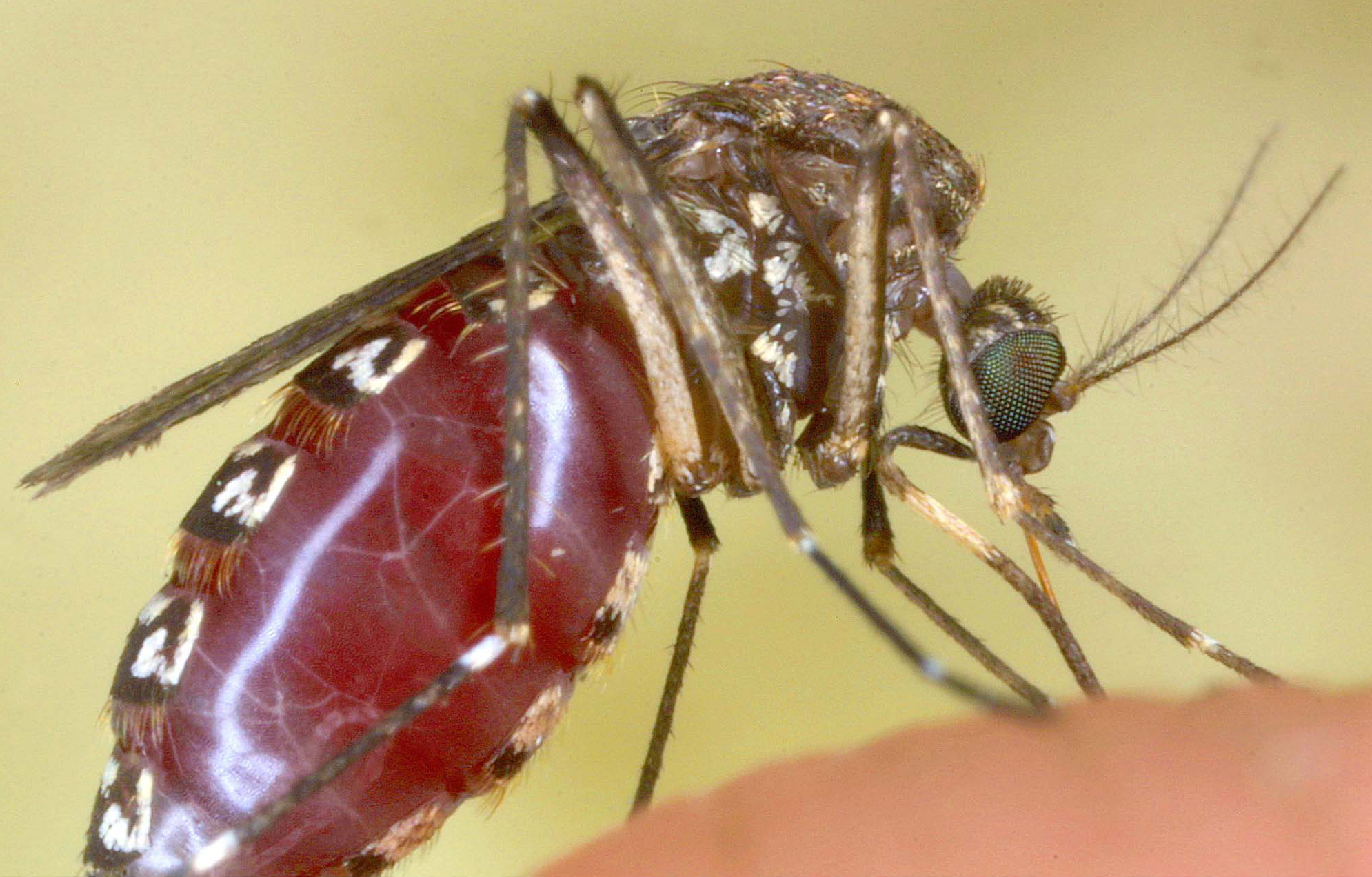 west nile decima vittima nel lazio