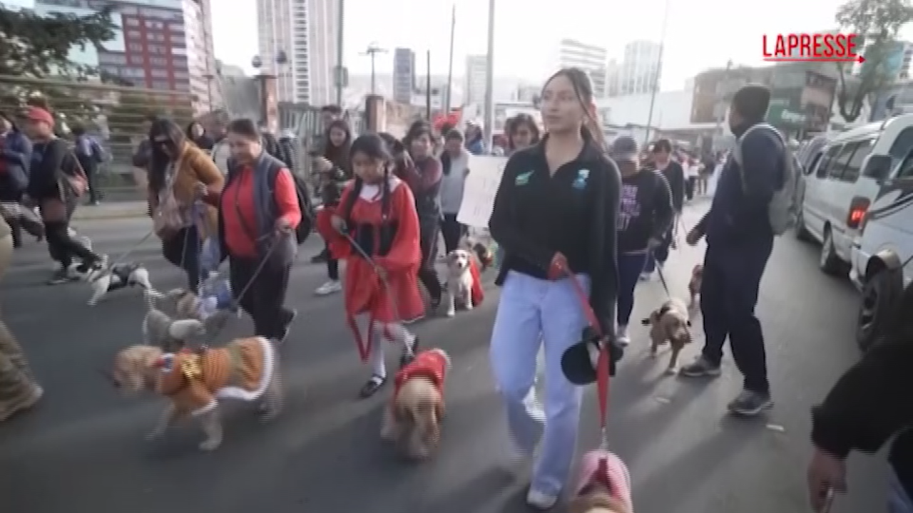 bolivia per il bicentenario della nazione sfilano anche i cani nei costumi tradizionali