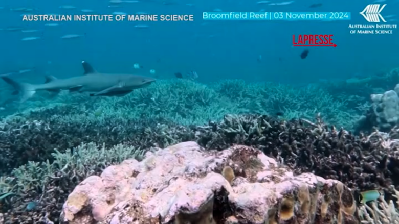 La Barriera corallina in Australia ha subito la maggior perdita di coralli vivi in 40 anni