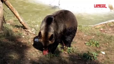 Regno Unito, gli orsi dello zoo di Whipsnade si rinfrescano con il ghiaccio per combattere il caldo