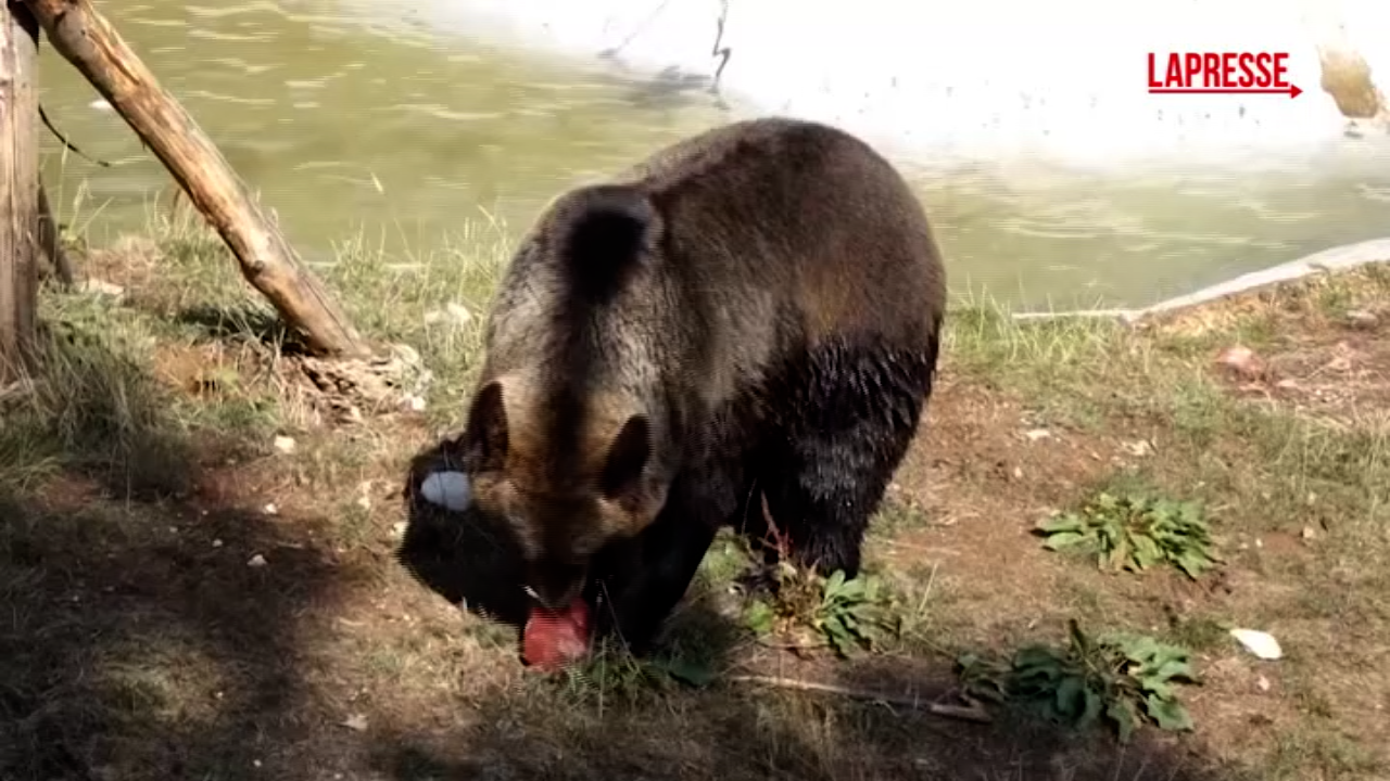 regno unito gli orsi dello zoo di whipsnade si rinfrescano con il ghiaccio per combattere il caldo