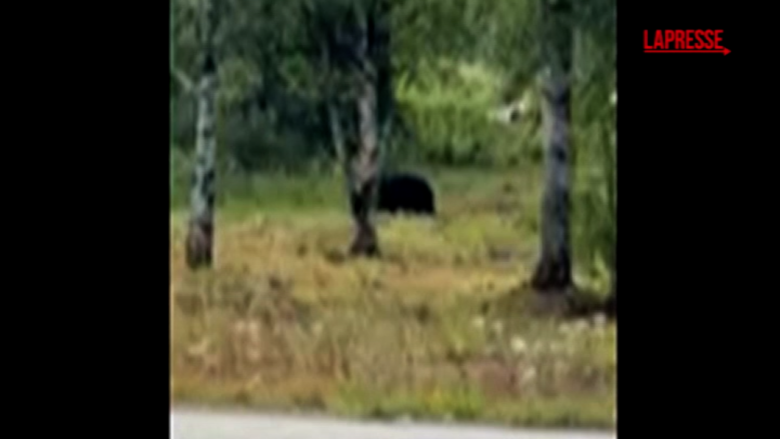 Alaska, alci e orsi interessati… Al vertice Trump-Putin