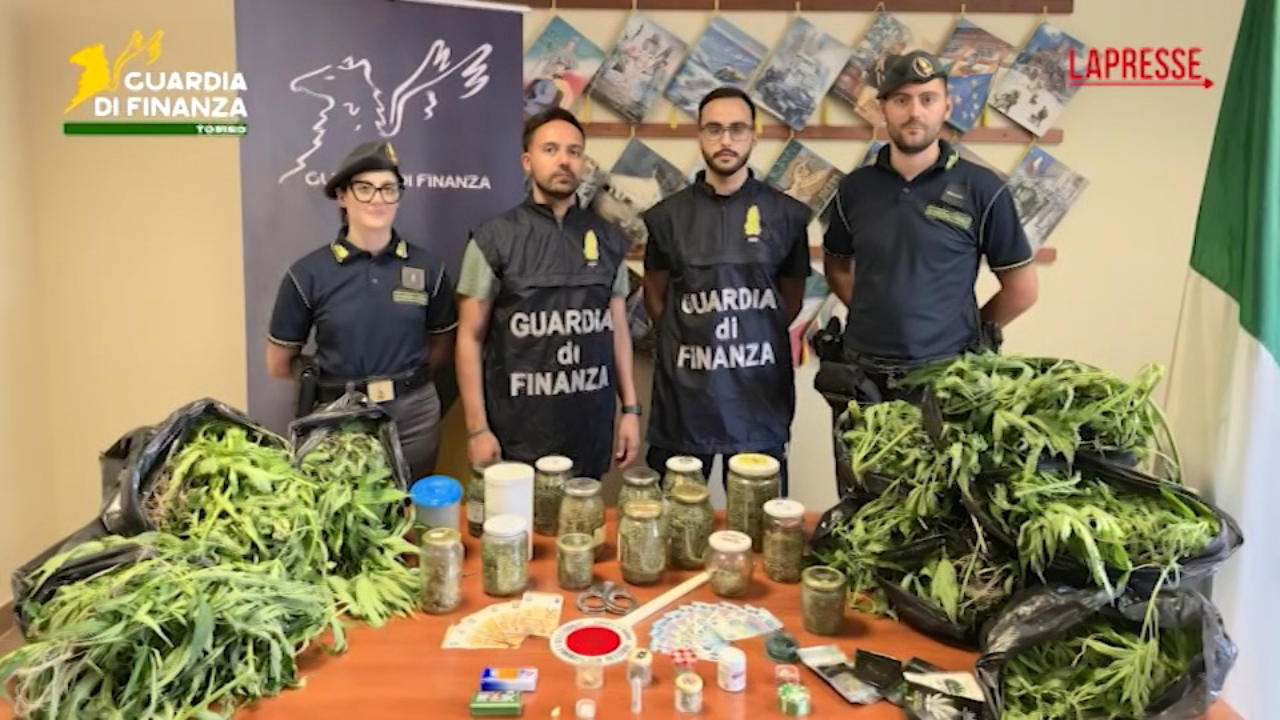 Torino, coltivava cannabis in giardino, la Gdf arresta una donna in Val d