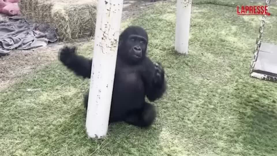istanbul giovane gorilla salvato dalla stiva di un aereo le immagini del suo recupero