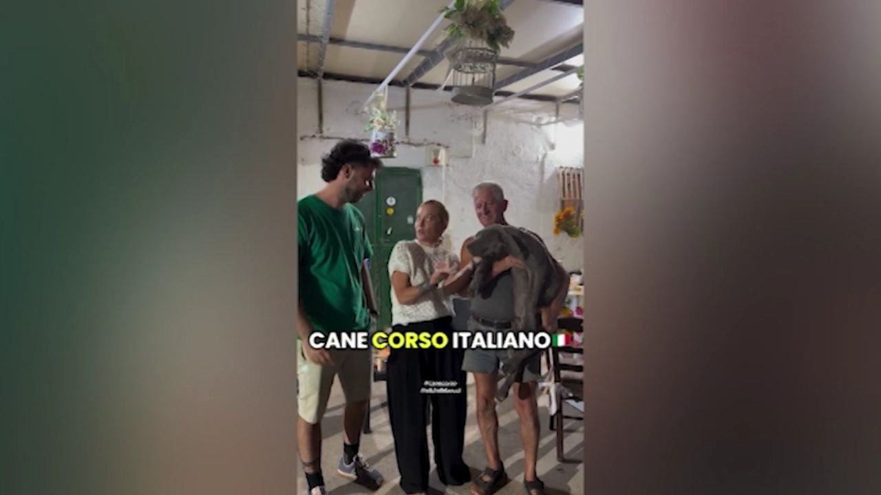 Meloni in vacanza in Puglia, premier visita un allevamento di cani corsi Meloni in vacanza in Puglia, premier visita un allevamento di cani corsi