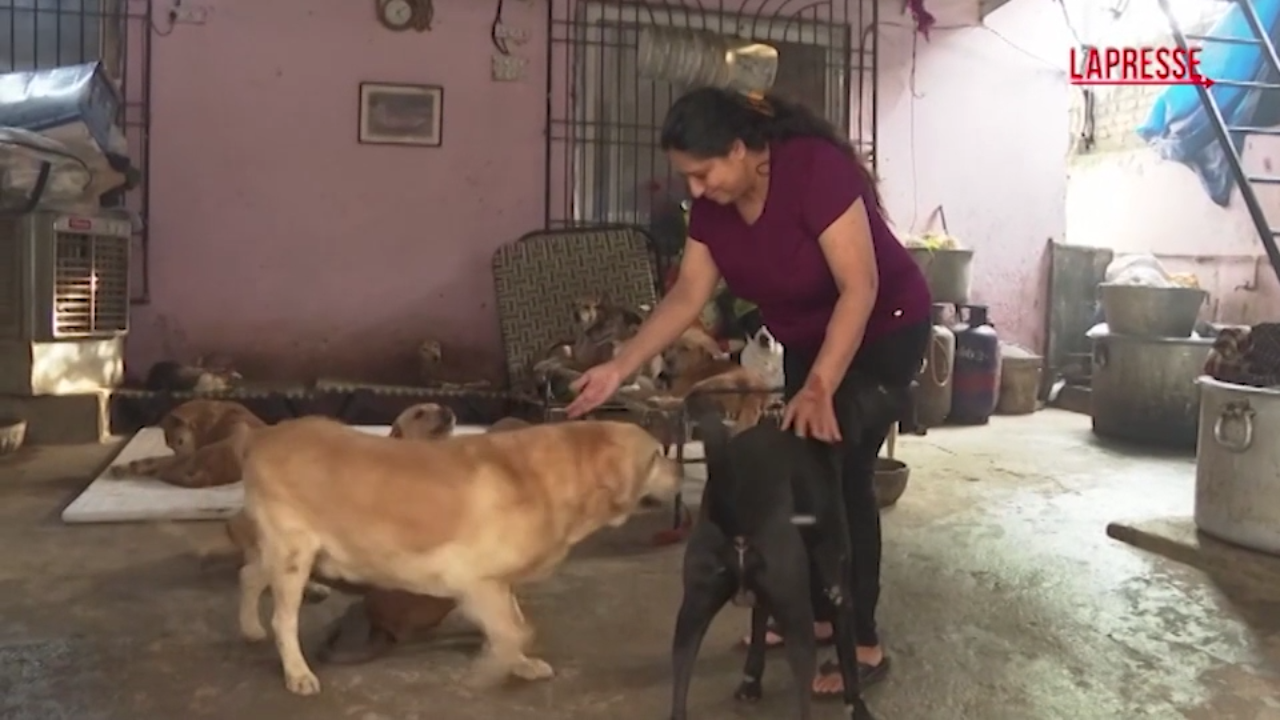 India, Corte suprema ordina rilascio cani randagi rimossi dalle strade di New Delhi
