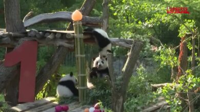 Festa allo zoo di Berlino: i cuccioli di panda Leni e Lotti compiono un anno