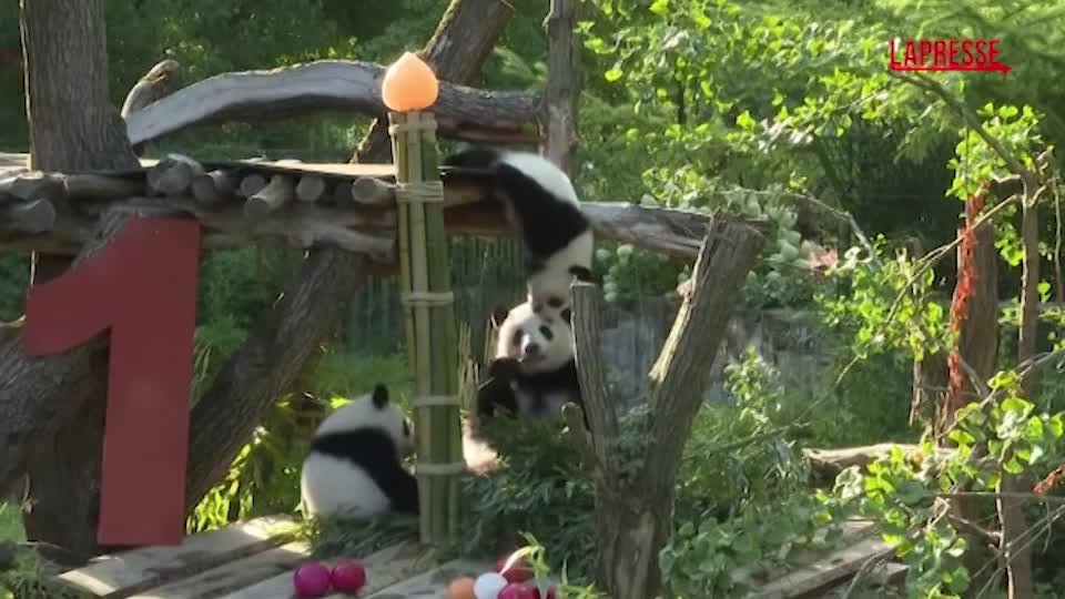 Festa allo zoo di Berlino: i cuccioli di panda Leni e Lotti compiono un anno Festa allo zoo di Berlino: i cuccioli di panda Leni e Lotti compiono un anno