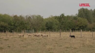 La capretta in crisi di identità: crede di essere un cane pastore