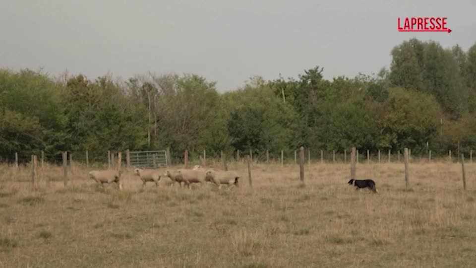 la capretta in crisi di identit224 crede di essere un cane pastore