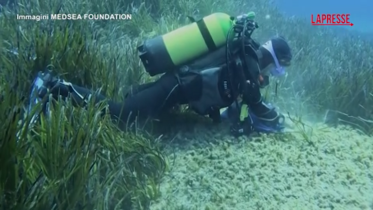 sardegna la posidonia oceanica 232 in pericolo biologi marini all opera per salvarla