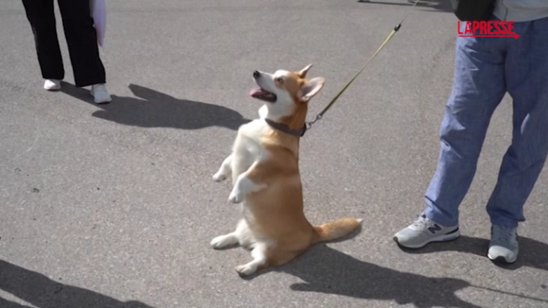 Lituania, centinaia di corgi si radunano a Vilnius per una gara internazionale