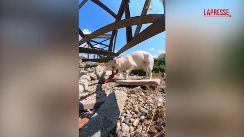 Giornata del cane, anche i Vigili del Fuoco celebrano la ricorrenza