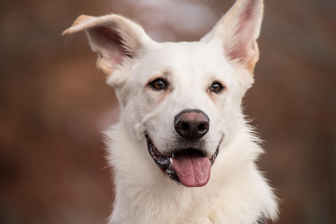 Giornata mondiale del cane, i 6 falsi miti legati alla sua cura