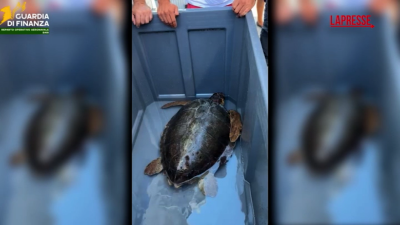 Santa Maria di Leuca, salvata una tartaruga Caretta Caretta dalla Guardia di Finanza