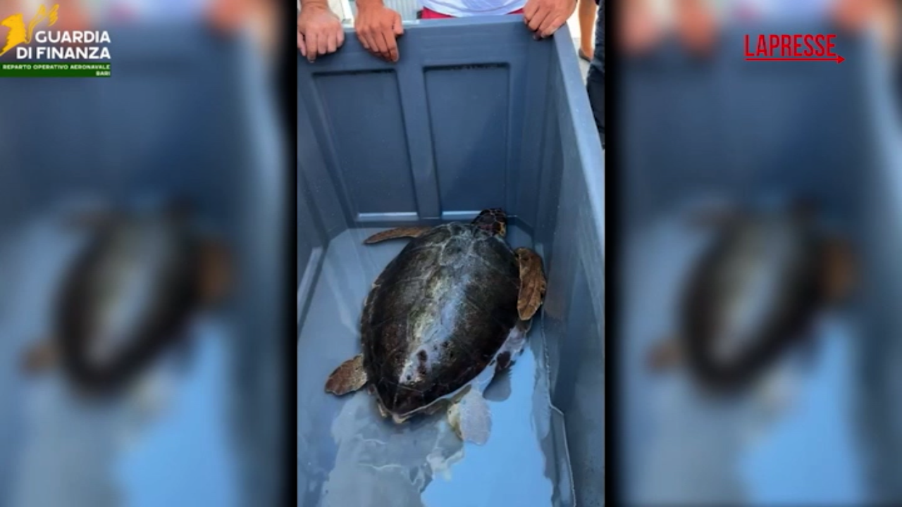 santa maria di leuca salvata una tartaruga caretta caretta dalla guardia di finanza