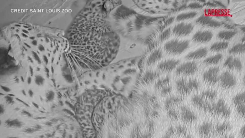 Missouri, nati due cuccioli di leopardo dell'Amur: la specie è a rischio estinzione