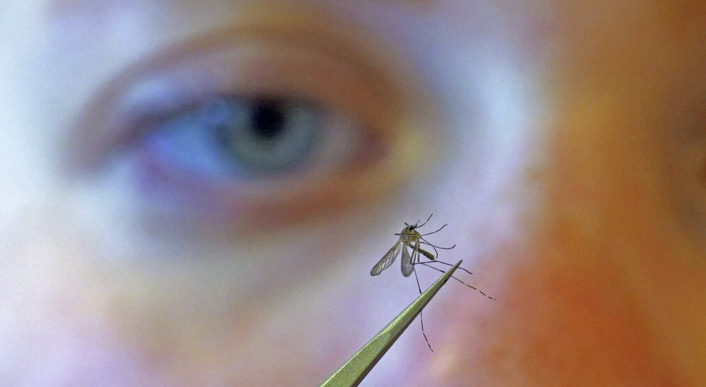 West Nile, Iss: “Da inizio anno 430 casi e 27 decessi”