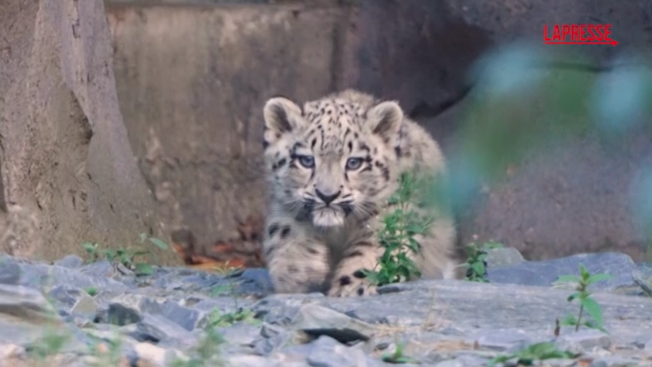 Regno Unito, cucciola di leopardo delle nevi muove i suoi primi passi allo zoo di Chester Regno Unito, cucciola di leopardo delle nevi muove i suoi primi passi allo zoo di Chester