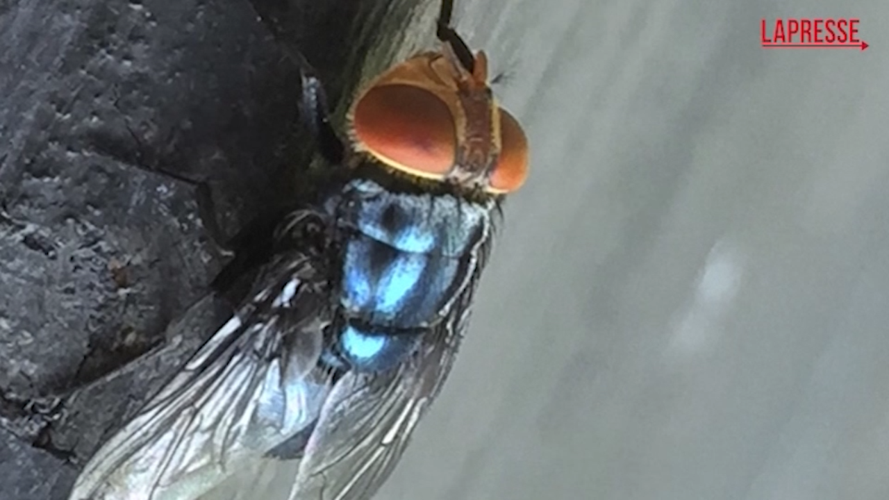 La mosca del Nuovo Mondo ‘attacca’ anche l’uomo: ecco cosa sappiamo La mosca del Nuovo Mondo ‘attacca’ anche l’uomo: ecco cosa sappiamo