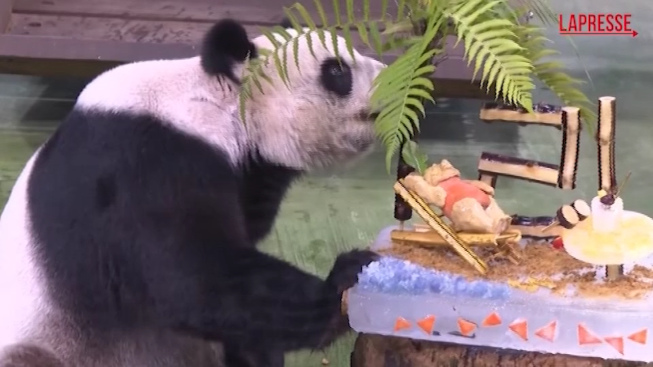 taiwan la femmina di panda pi249 vecchia dell8217isola compie 21 anni