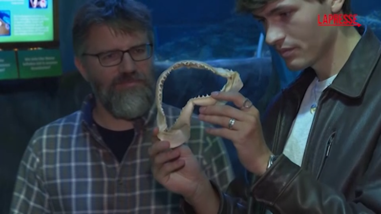 Cambiamento climatico, a rischio i denti degli squali per l'acidità degli Oceani: lo studio