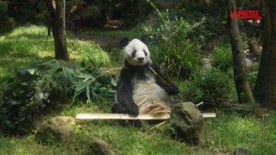Chi è Xin Xin, l'unica panda gigante al mondo che non è cinese: vive in Messico