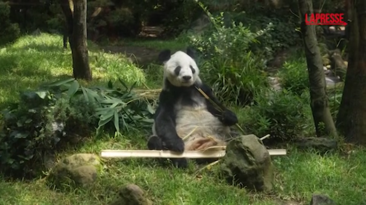 Chi è Xin Xin, l Chi è Xin Xin, l