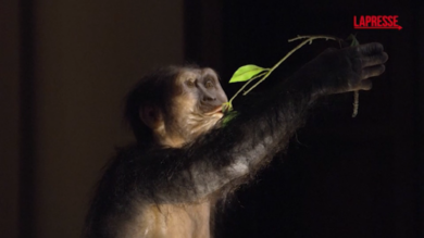 Selam e Lucy sbarcano in Europa: i fossili più famosi del mondo in mostra a Praga
