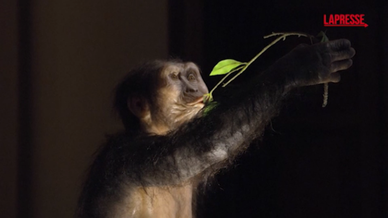 Selam e Lucy sbarcano in Europa: i fossili più famosi del mondo in mostra a Praga
