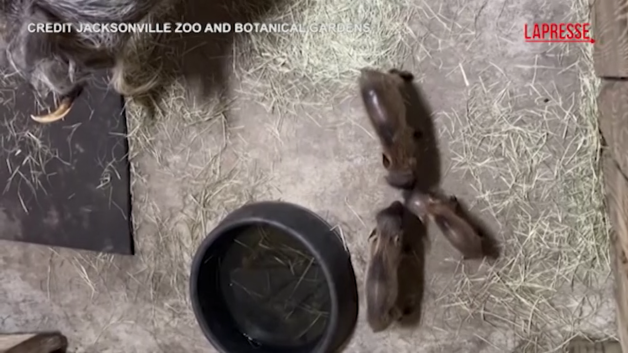 Florida, tre cucciole di facocero nate allo zoo di Jacksonville Florida, tre cucciole di facocero nate allo zoo di Jacksonville