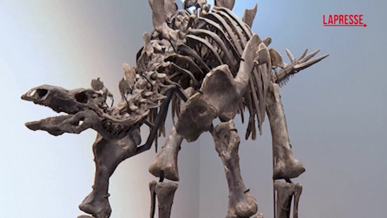 Il dinosauro con la coda Il dinosauro con la coda