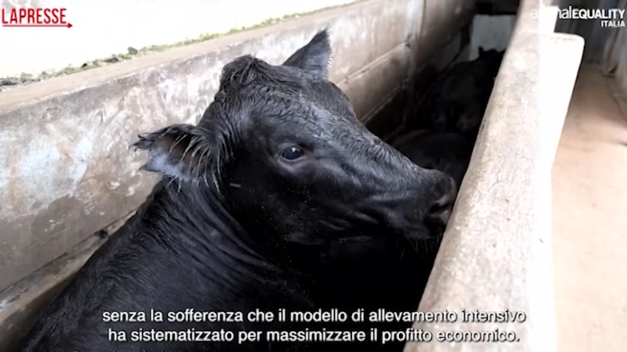 Argentina, maltrattamenti nei macelli: Animal Equality denuncia violenze sugli animali Argentina, maltrattamenti nei macelli: Animal Equality denuncia violenze sugli animali