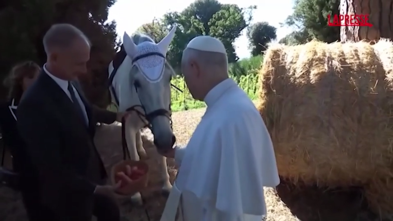 Papa Leone accarezza e nutre due cavalli Papa Leone accarezza e nutre due cavalli