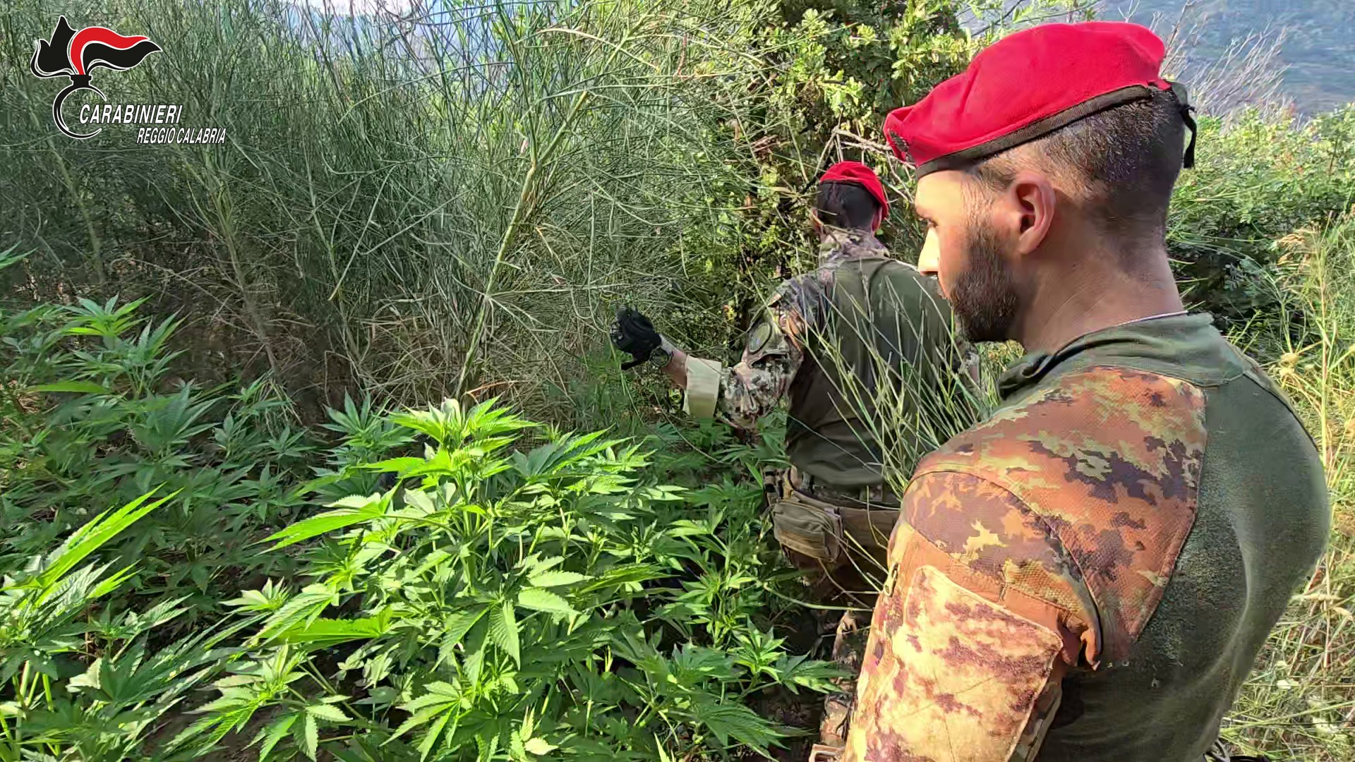 Calabria, scoperta e distrutta piantagione di marijuana in Aspromonte Calabria, scoperta e distrutta piantagione di marijuana in Aspromonte