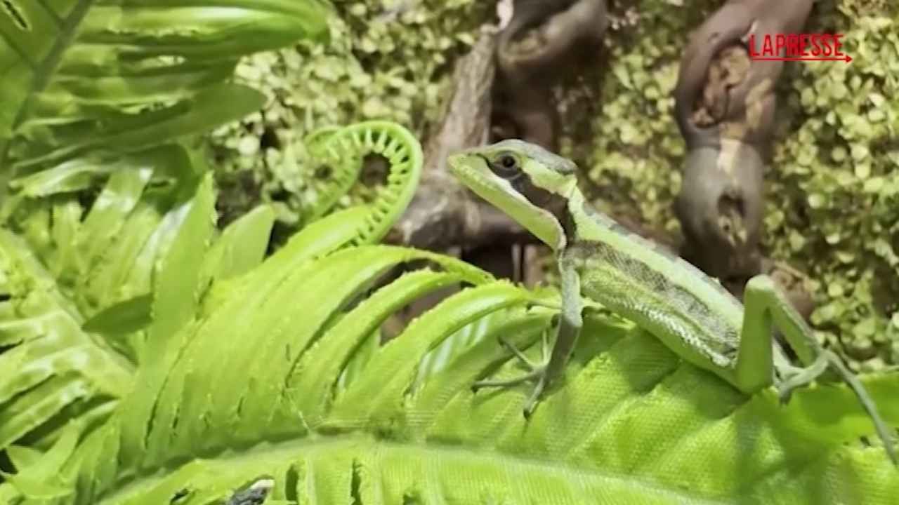 Regno Unito, rara iguana si riproduce senza un compagno allo zoo di Telford Regno Unito, rara iguana si riproduce senza un compagno allo zoo di Telford