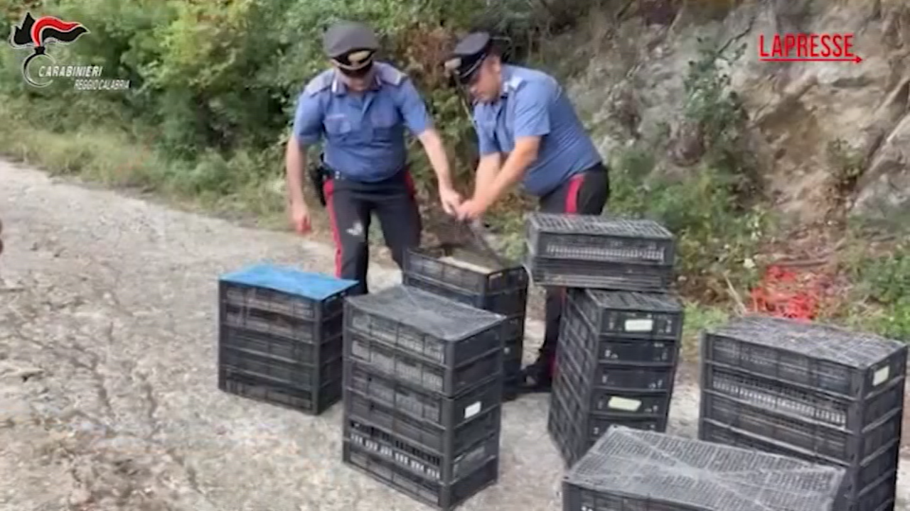 Reggio Calabria, in auto con oltre duemila uccelli protetti: denunciato Reggio Calabria, in auto con oltre duemila uccelli protetti: denunciato