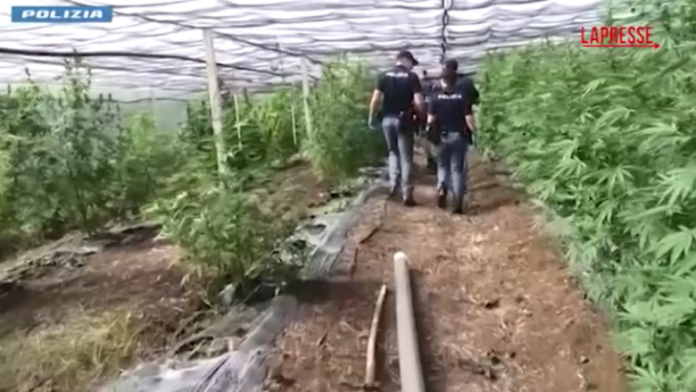 Coltivazione e detenzione di marijuana: un arresto a Cisterna di Latina
