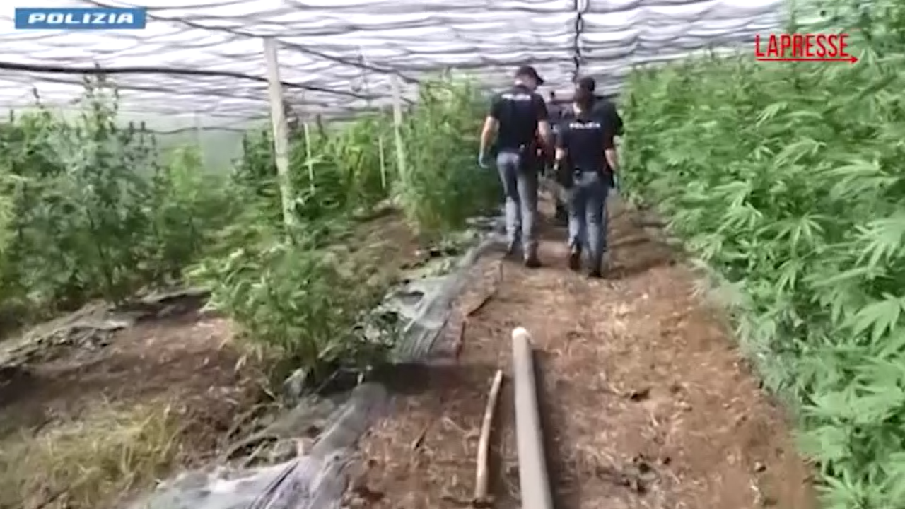coltivazione e detenzione di marijuana un arresto a cisterna di latina