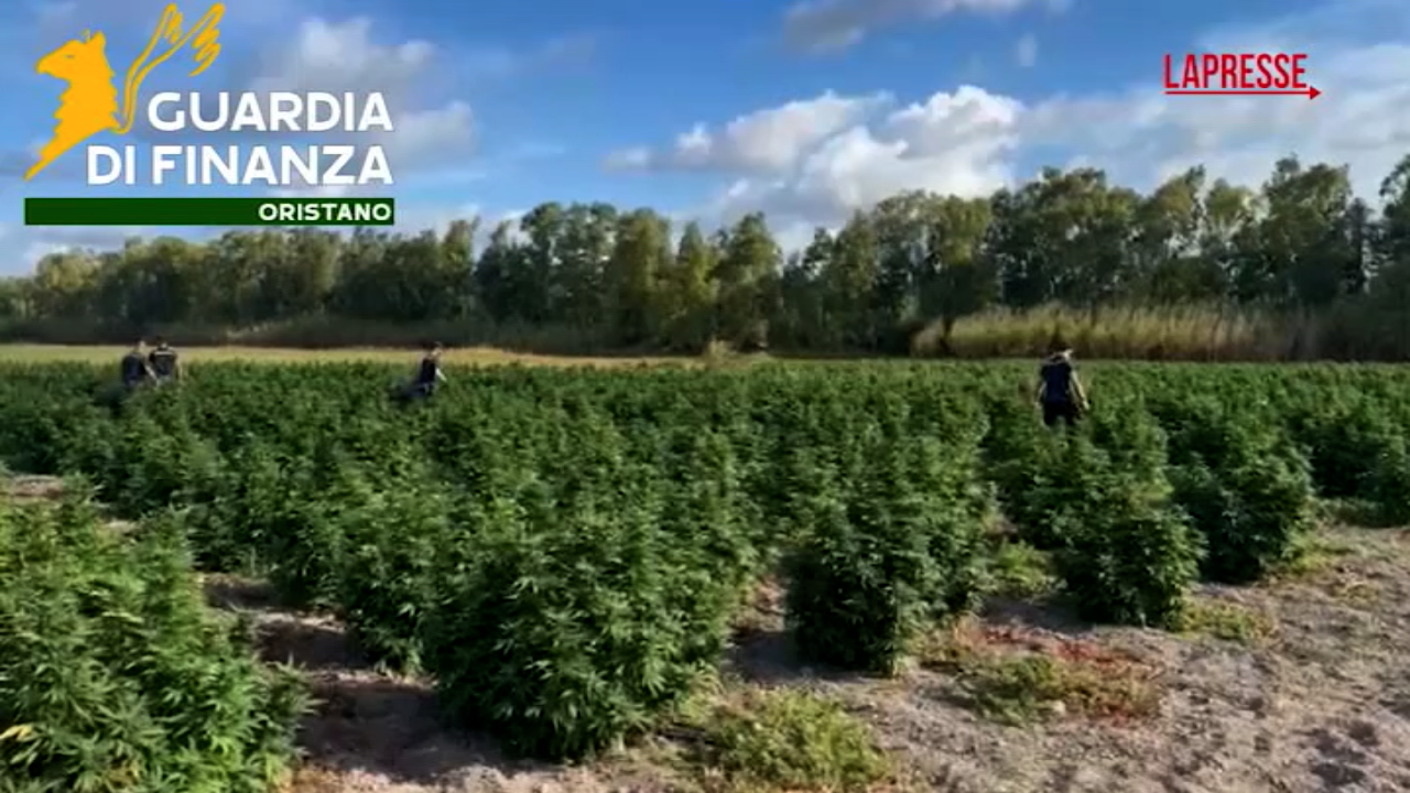 oristano sequestrata maxi piantagione di cannabis sativa