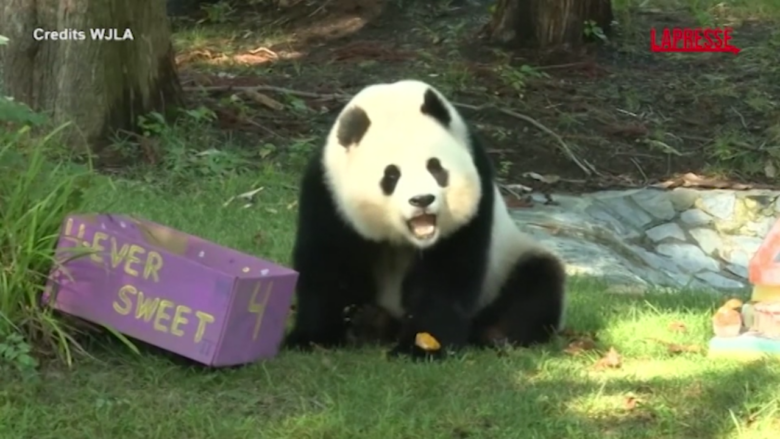 Washington, il panda gigante Qing Bao festeggia il suo quarto compleanno