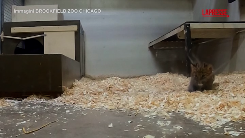 Usa, due cuccioli di leopardo dell'Amur giocano assieme alla loro mamma